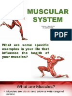 Muscular System