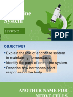 Lesson 2 - Endocrine System