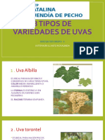 8 Tipos de Variedades de Uva