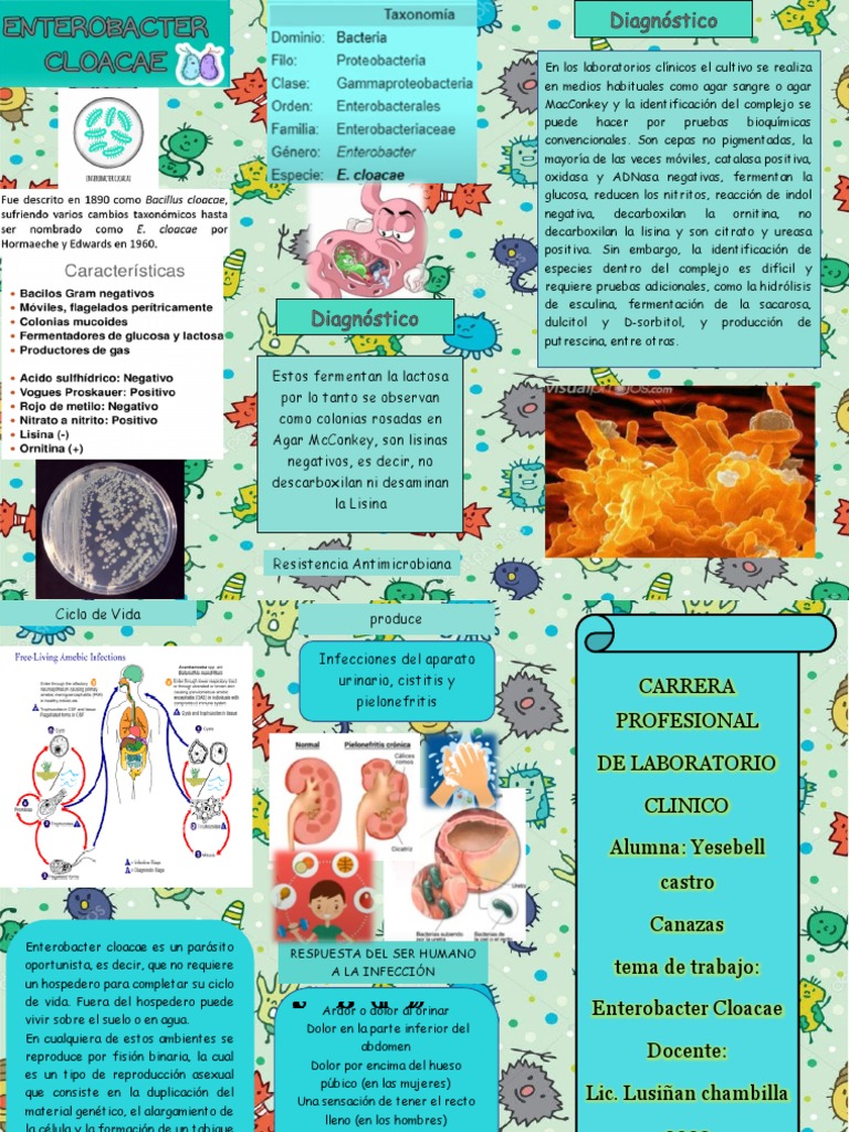 Enterobacter Cloacae | PDF