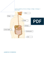 Sist Digestivo y Nutrientes