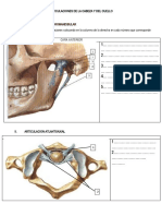 Cartilla de Guia de Anatomia