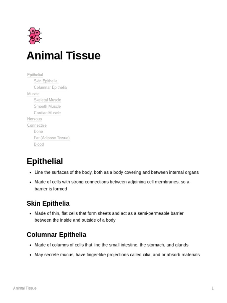Animal Tissue NOTES PDF Epithelium Tissue (Biology)