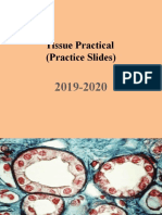 Practice Slides - Histology 5