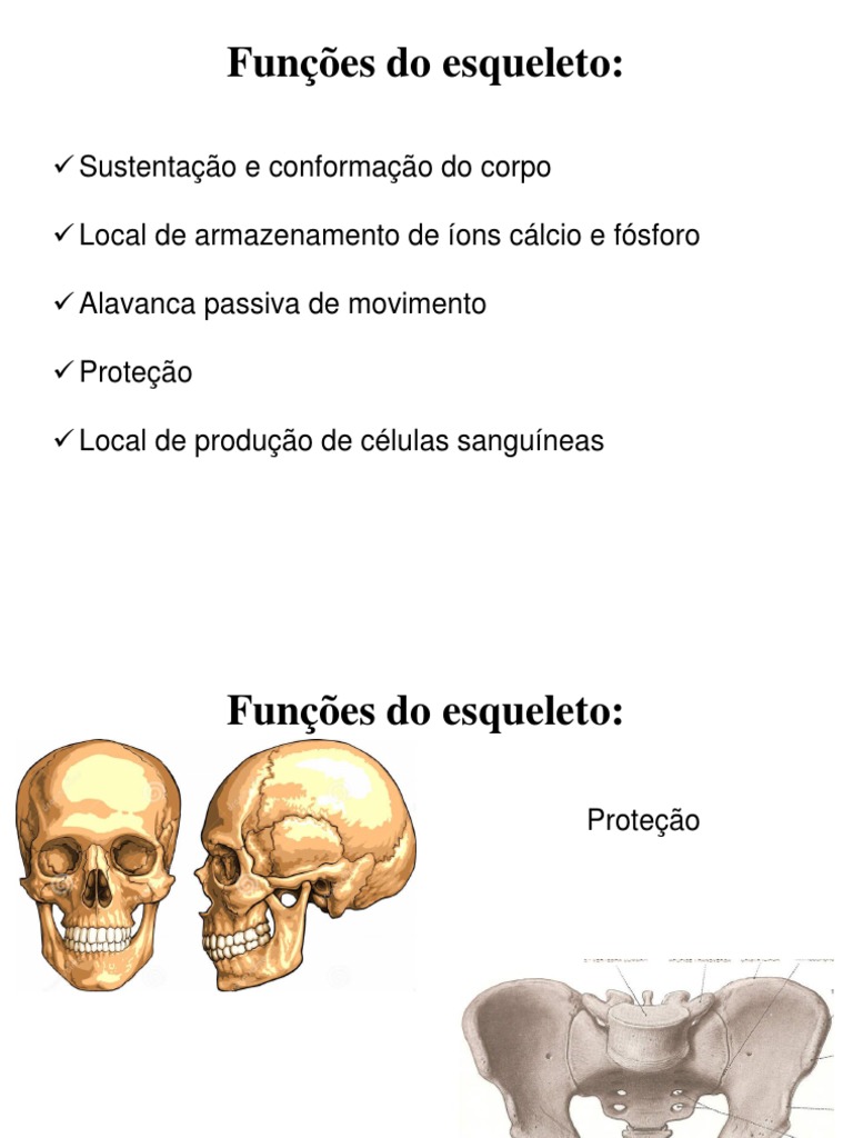Funções e Classificação dos Ossos | PDF