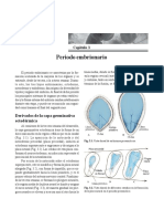 Periodo Embrionario Pag 63-72