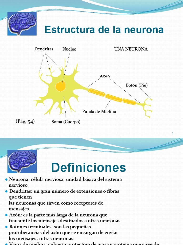 Estructura y función de las neuronas | PDF | Neurona | Sinapsis