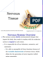 Anatomy Chapter 11 Nervous Tissue