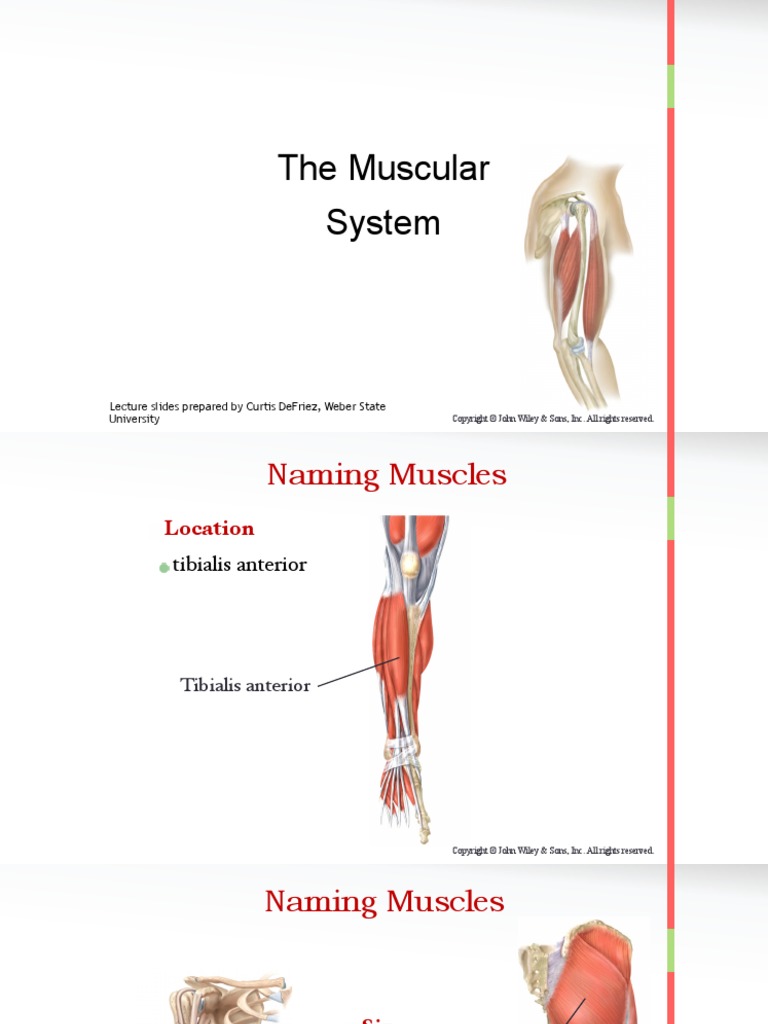 Anatomy Chapter 9 Muscular System (Naming Muscle) PDF Arm Human Anatomy