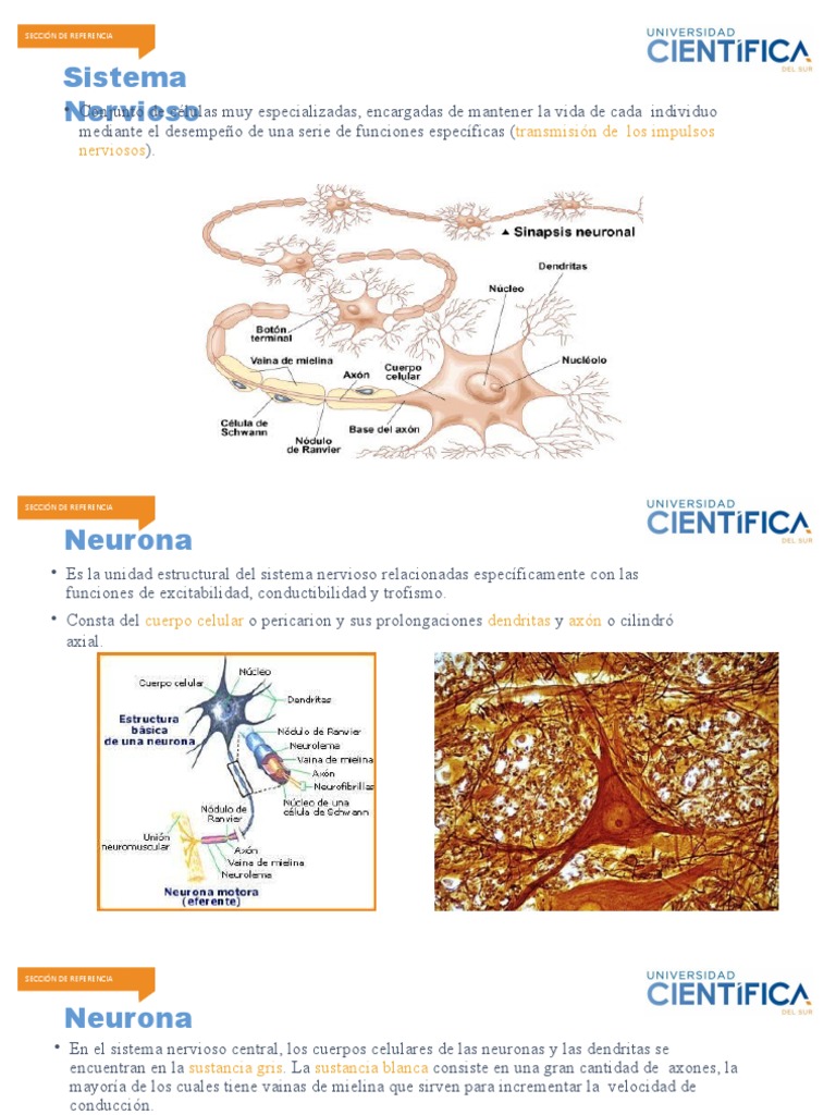 Estructura y Funciones de Neuronas | PDF | Sinapsis | Memoria