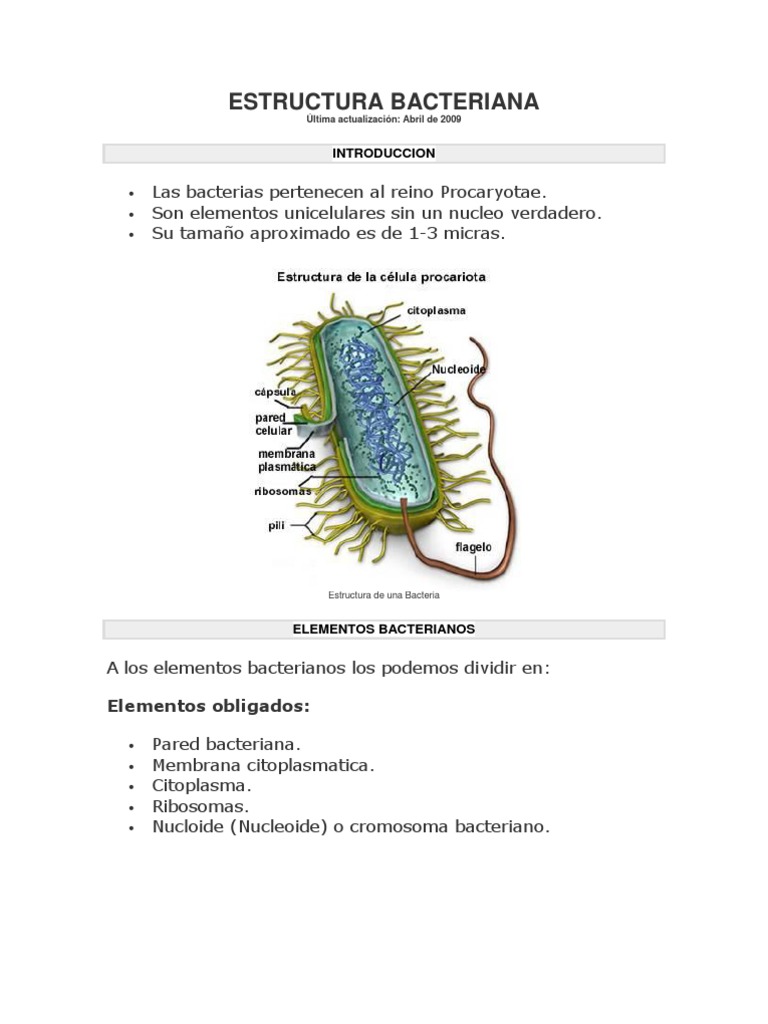 Estructura y Funciones de las Bacterias | PDF | Las bacterias ...