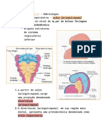 Desenvolvimento Embrionário Do Sistema Respiratório - Embriologia