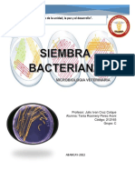 Informe Siembra de Bacterias