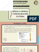 Medula Espinal Contenido Externo