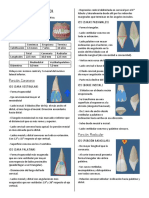 Anatomia Dentaria 3