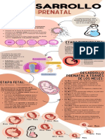 Desarrollo Prenatal - Infografía Grupo N°3