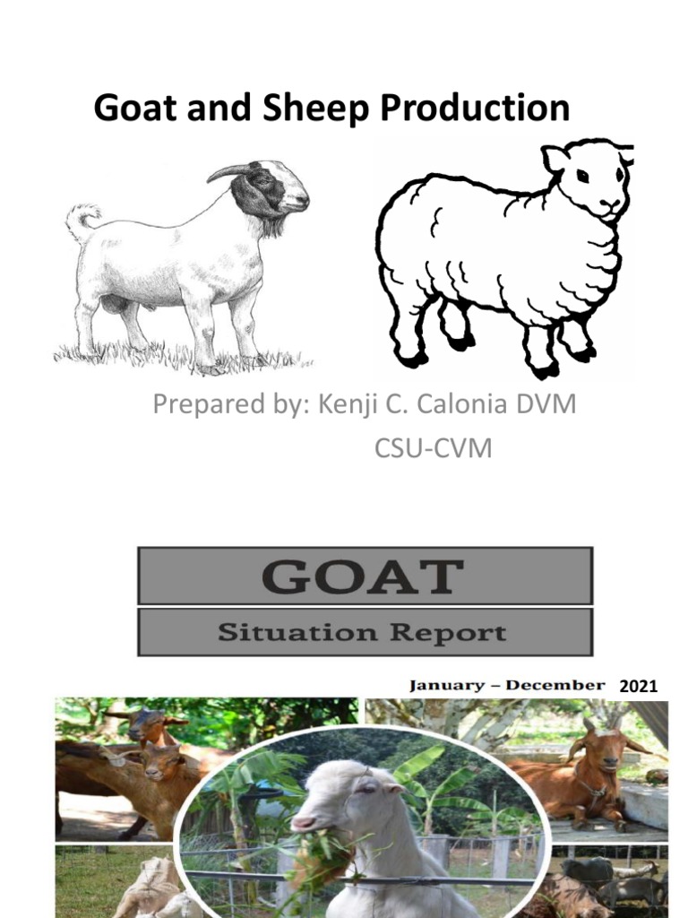 Goat and Sheep Production Overview | PDF | Sheep | Goat