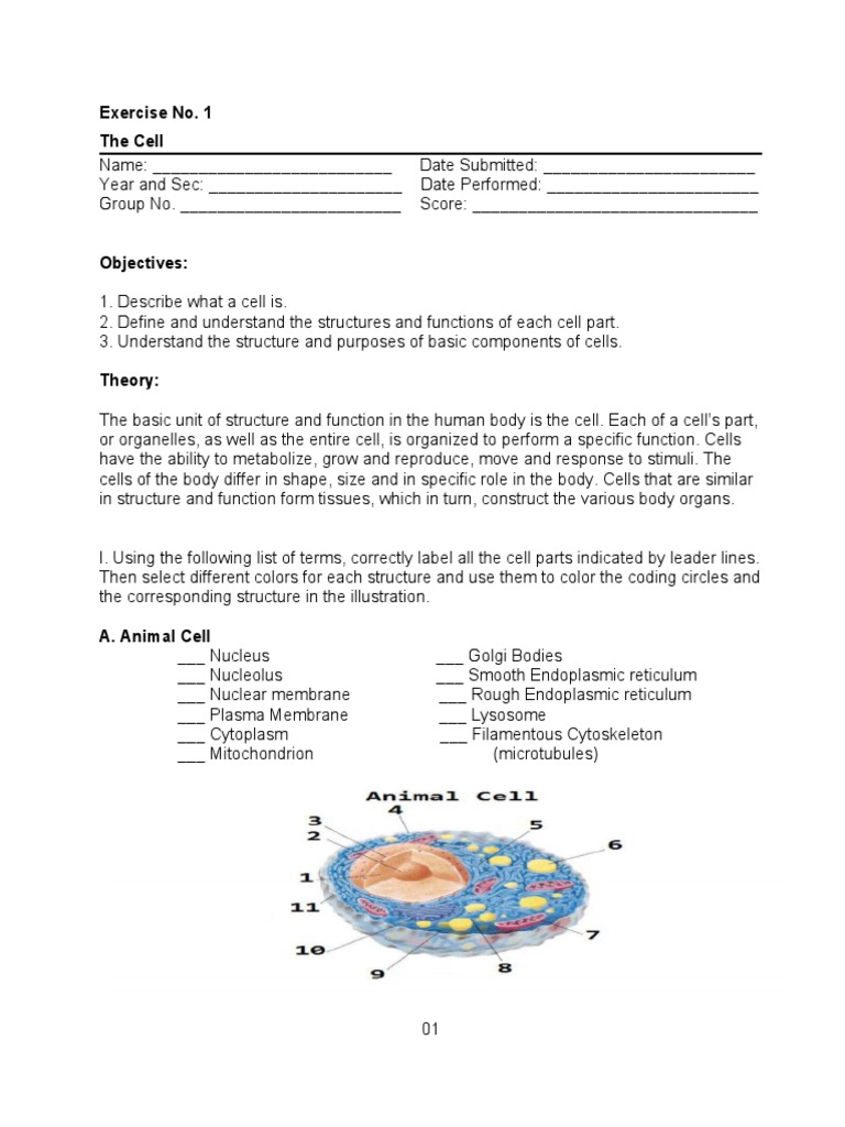 Exercise 1 pdf