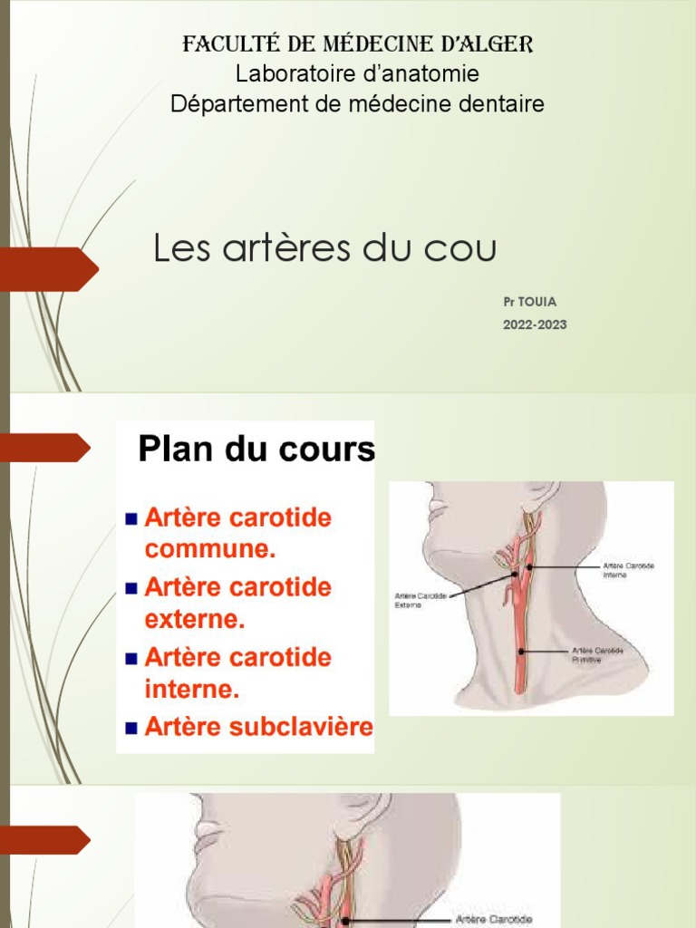 Artère Au Niveau Du Cou – Artère carotide bouchée: quels sont les ...