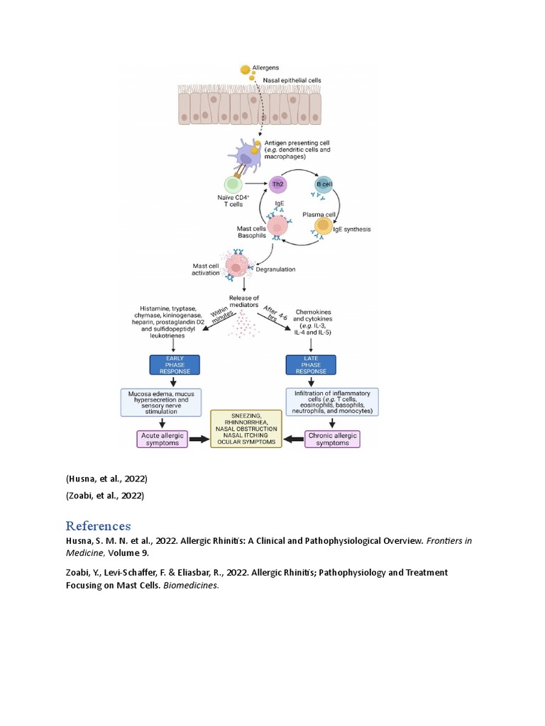 Patofisiologi Rhinitis Alergi Part 1 | PDF