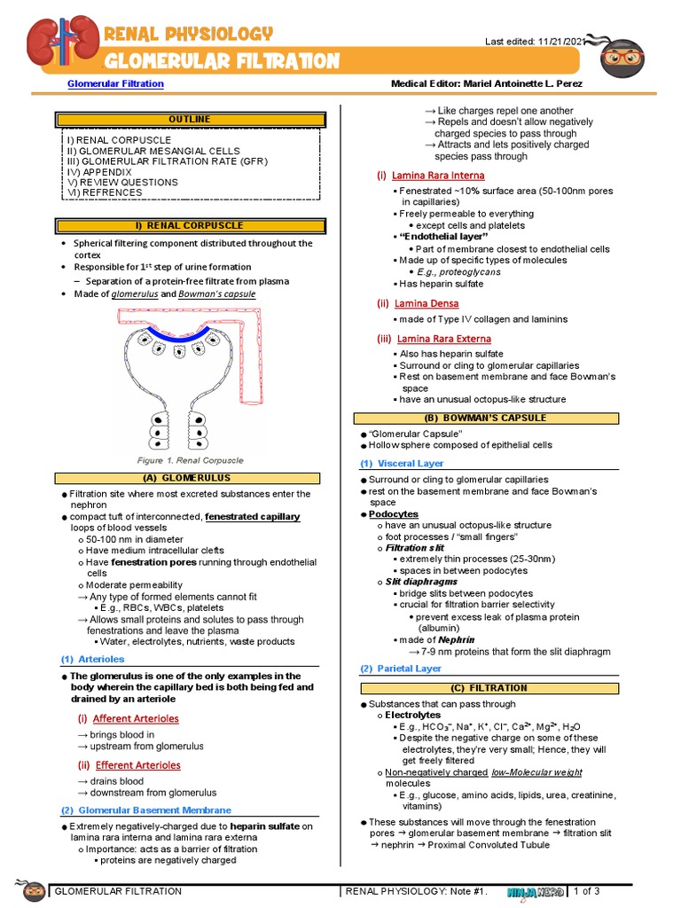 Glomerular Filtration Physiology Overview | PDF | Kidney | Anatomy
