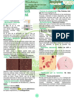 Haemophilus Influenzae: 1. Características