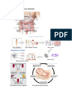 División Topográfica Del Abdomen