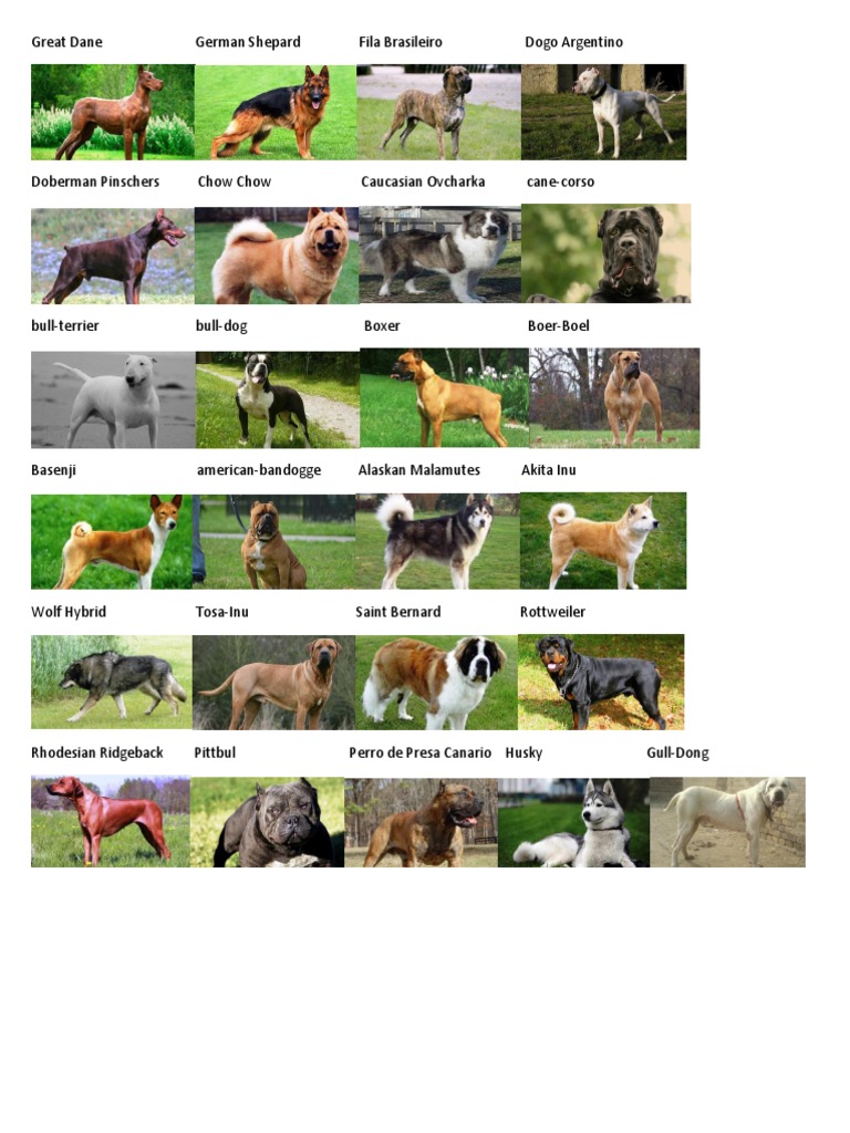 Aggressive Dog Breeds Not Allowed in Mooikloof Ridge PDF