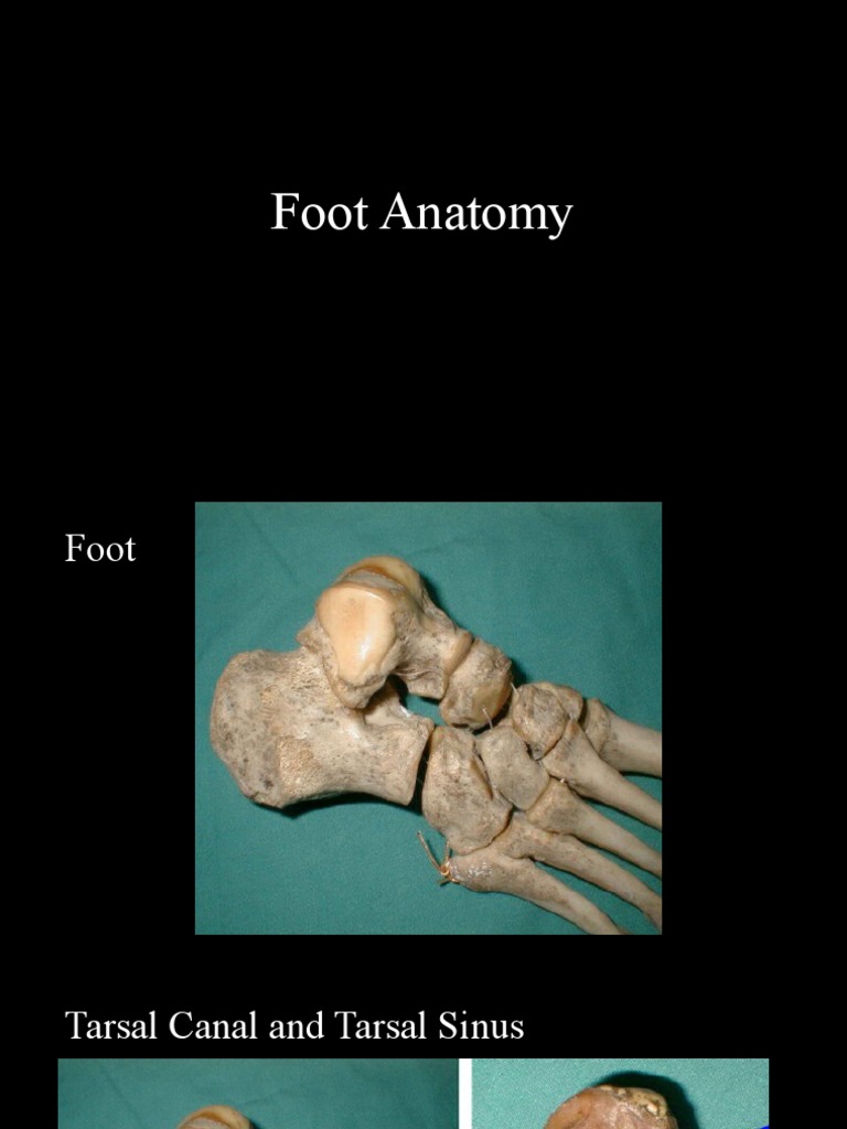 UNDERSTANDING FOOT ANATOMY A GUIDE TO YOUR FEET visual data 2