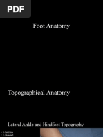 Foot Anatomy