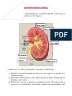 Actividad Sistema Renal - DLL