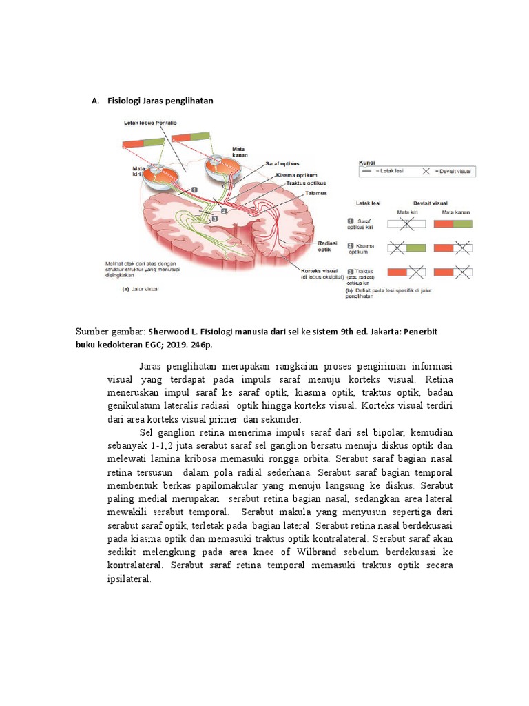 Fisiologi Jaras Penglihatan | PDF