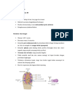 Rangkuman Materi Biologi kelas 10; Kingdom Animalia_Porifera