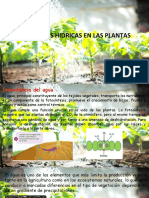 Relaciones Hidricas en Las Plantas1680044042955
