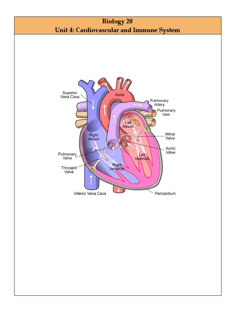 Cardiovascular and Immune System Overview | PDF | Heart | Artery