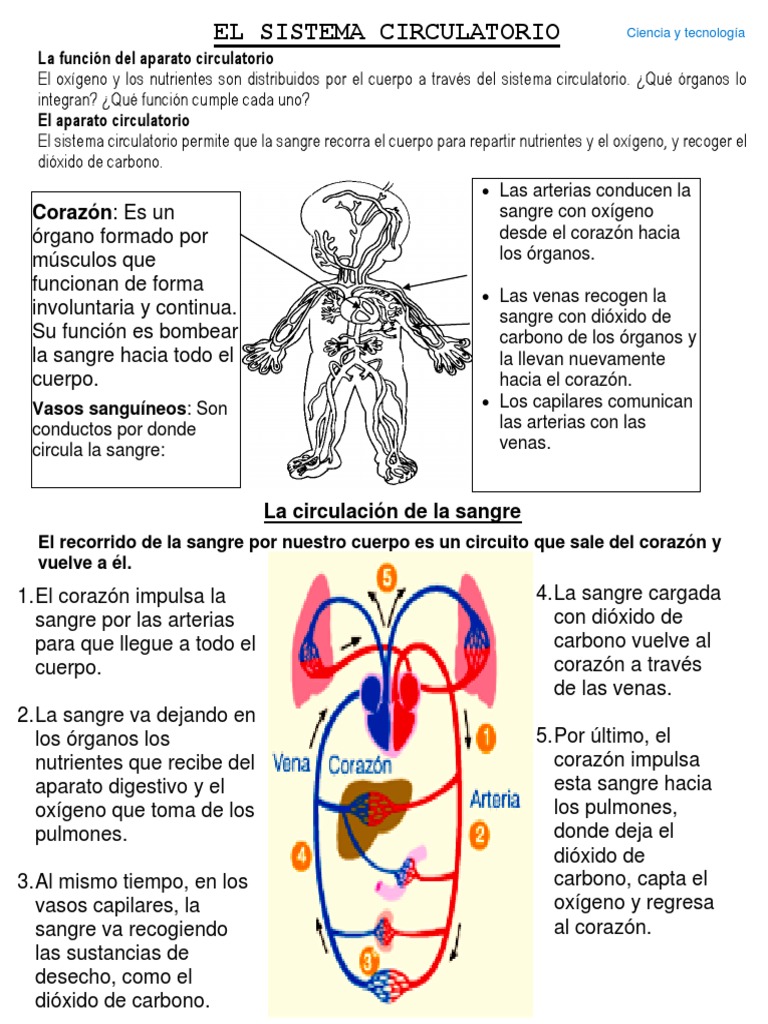 Fichas de Actividad 02 - 05 - 2023 | PDF | Sistema circulatorio | Corazón