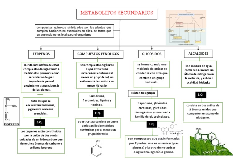 Metabolitos Secundarios PDF Química Compuestos orgánicos