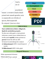 Regnul Monera (Bacteriile)