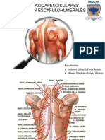 Exposicion Anatomia