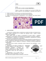 Ut03. Citomorfologia Sanguinea T