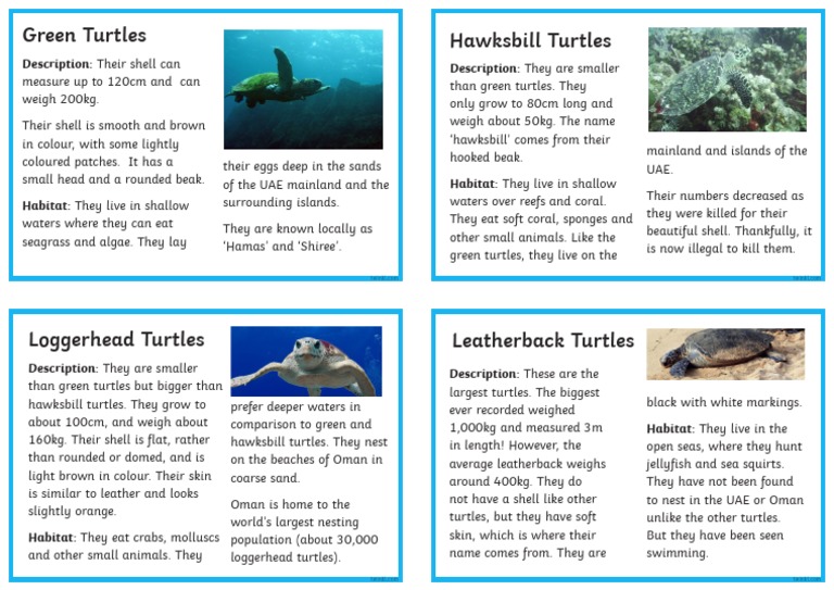 Sea Turtle Fact Cards | PDF
