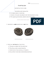 Fossils Pop Quiz