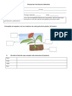 Evaluación Ciencias Las Plantas BB