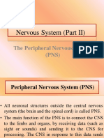 Nervous System Part 2