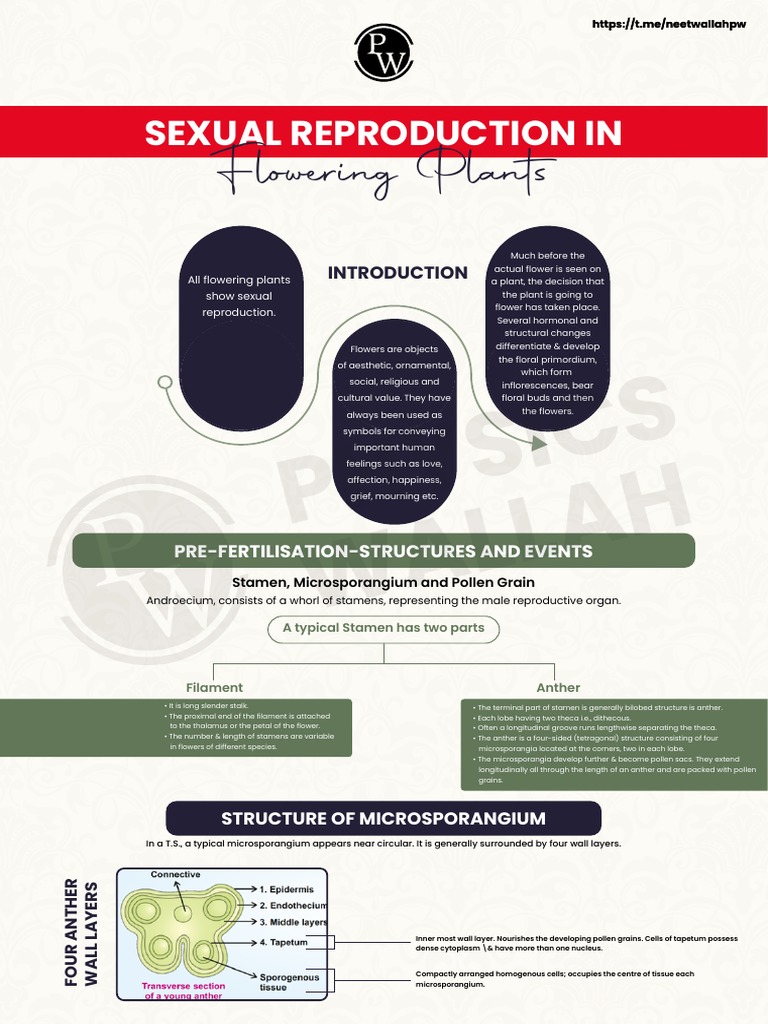 2b. Sexual Reproduction in Flowering Plants | PDF | Flowers | Pollination