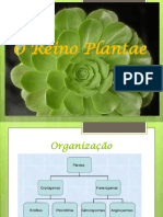 O Reino Plantae