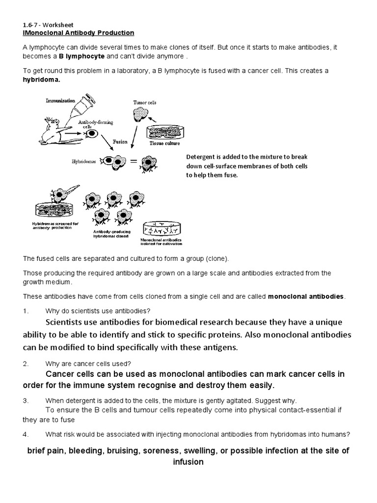 1.67 Monoclonal Antibody Production worksheet copy PDF Monoclonal