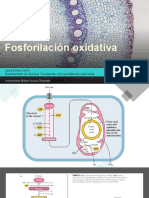 Fosforilación Oxidativa
