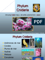 PH Cnidaria MEY23 I