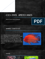 Ciclidos Americanos